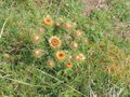 vignette Carlina vulgaris