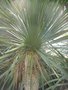 vignette Yucca thomsoniana