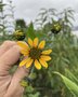 vignette Helianthus tuberosus - Topinambour