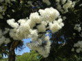 vignette Melaleuca linariifolia