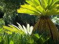 vignette Cycas revoluta