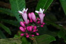 vignette Psychotria gabriellae