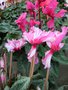 vignette Cyclamen bicolore