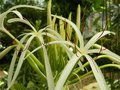 vignette Crinum asiaticum