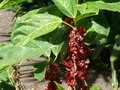 vignette Pavonia strictiflora, Tnrife