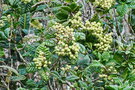 vignette Syzygium bullatum