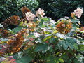 vignette Hortensia  feuilles de chne / Hydrangea quercifolia