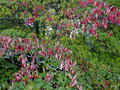 vignette Cornus florida rose ?