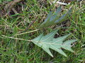 vignette Alnus glutinosa laciniata , aulne glutineux dent , feuilles