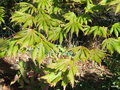 vignette Acer japonicum 'Aconitifolium' ?