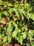 vignette Acer griseum , feuilles