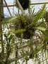 vignette Epiphyllum chrysocardium ?