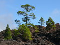 vignette Pinus canariensis, Tnrife