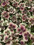 vignette Trifolium repens 'Clover Chocolate' - Trfle