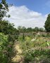 vignette Jardin du Presbytre dans le Village jardin remarquable de Chdigny