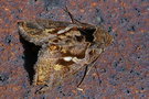vignette Papillon (Chrysodeixis eriosoma)