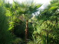 vignette Trachycarpus oreophilus, mon jardin