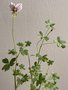 vignette Pelargonium praemorsum ssp speciosum