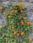 vignette Jardin Extraordinaire de Brest 2021 - 11 - Thunbergia gregorii