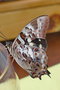 vignette Papillon (Polyura gamma)