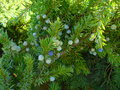 vignette Juniperus conferta 'Schlager'