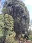 vignette Eucalyptus sp