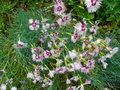 vignette Dianthus sp