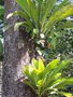 vignette Philodendron insigne
