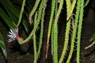 vignette x Disberocereus (Disocactus flagelliformis x Weberocereus sp.)