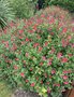 vignette Salvia greggii - Sauge rouge