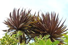 vignette Cordyline australis cv.