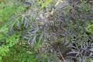 vignette Sambucus nigra cv.