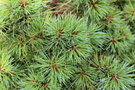 vignette Pinus strobus cv.