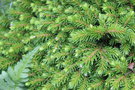 vignette Picea orientalis 'Professor Langner'