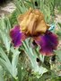 vignette Iris 'Syncopation'- Grand iris de jardin