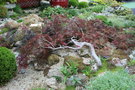 vignette Acer palmatum var. dissectum cv.