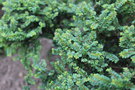 vignette Ulmus parvifolia 'Hokkaido'