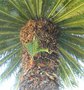 vignette Cycas revoluta