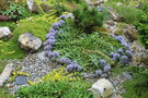 vignette Trachelium jacquinii var. rumellianum / Sud Bulgarie & Nord Grce