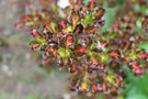 vignette Coprosma 'After the Rainbow'