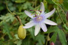 vignette Passiflora cv.