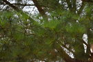 vignette Pinus radiata