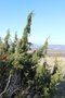 vignette Juniperus communis (Mont de Sène, Côte d'Or)