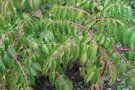 vignette Euscaphis japonica / Staphyleaceae / Chine, Corée, Japon