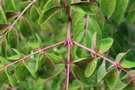 vignette Euscaphis japonica / Staphyleaceae / Chine, Corée, Japon