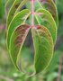 vignette Euscaphis japonica / Staphyleaceae / Chine, Core, Japon
