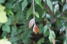 vignette Camellia rosthorniana cv.
