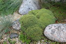 vignette Dianthus arpadianus var. pumilus / Caryophyllaceae