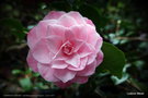 vignette Camélia ' DONNAN'S DREAM ' camellia japonica