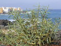 vignette Euphorbia lamarckii, Tnrife